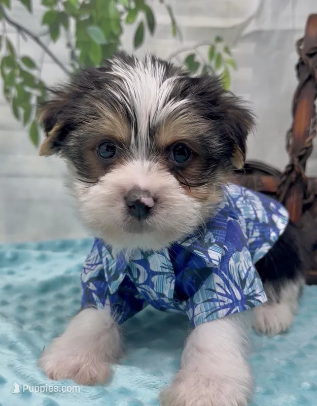 Harley – Yorkshire Terrier, Shorkie puppy for sale in Sellersburg, IN