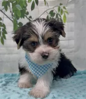 Harley, a male Yorkshire Terrier and Shorkie for sale in Sellersburg, IN – 3 of 10