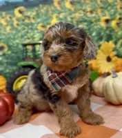 Roadie - silver (blue) merle, a male Yorkipoo and Yorkshire Terrier for sale in Sellersburg, IN – 7 of 10