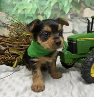 Bentley, a male Yorkshire Terrier and Shorkie for sale in Sellersburg, IN – Photo 4 of 9