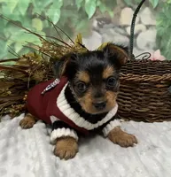 Bentley, a male Yorkshire Terrier and Shorkie for sale in Sellersburg, IN – Photo 7 of 9