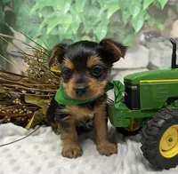 Bentley, a male Yorkshire Terrier and Shorkie for sale in Sellersburg, IN – Photo 5 of 9