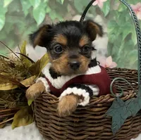 Bentley, a male Yorkshire Terrier and Shorkie for sale in Sellersburg, IN – Photo 1 of 9