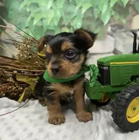 Bentley, a male Yorkshire Terrier and Shorkie for sale in Sellersburg, IN – Photo 6 of 9