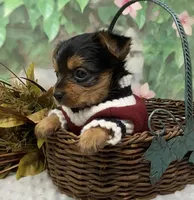 Bentley, a male Yorkshire Terrier and Shorkie for sale in Sellersburg, IN – Photo 3 of 9