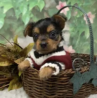 Bentley, a male Yorkshire Terrier and Shorkie for sale in Sellersburg, IN – Photo 9 of 9