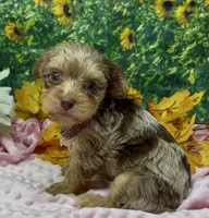 Godiva - Chocolate merle, a female Yorkshire Terrier and Shorkie for sale in Sellersburg, IN – 4 of 6