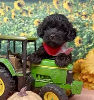 Onyx, a male Yorkipoo and Yorkshire Terrier for sale in Sellersburg, IN – 9 of 10