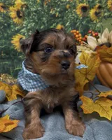 Blue Merle -hazel eyes, a male Yorkshire Terrier and Shorkie for sale in Sellersburg, IN – 10 of 10