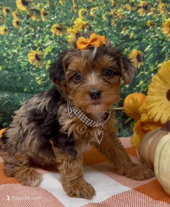 ZsaZsa - silver merle – Yorkipoo, Yorkshire Terrier puppy for sale in Sellersburg, IN