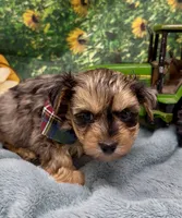Rocco - blue merle, a male Yorkshire Terrier and Shorkie for sale in Sellersburg, IN – 4 of 9