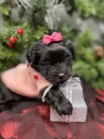 Prada, a female Yorkshire Terrier and Shorkie for sale in Sellersburg, IN – Photo 5 of 7