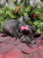 Prada, a female Yorkshire Terrier and Shorkie for sale in Sellersburg, IN – Photo 4 of 7