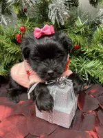 Prada, a female Yorkshire Terrier and Shorkie for sale in Sellersburg, IN – Photo 1 of 7