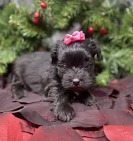 Prada, a female Yorkshire Terrier and Shorkie for sale in Sellersburg, IN – Photo 3 of 7