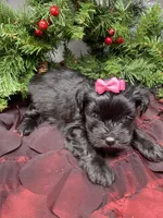 Prada, a female Yorkshire Terrier and Shorkie for sale in Sellersburg, IN – Photo 7 of 7