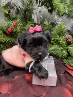 Prada, a female Yorkshire Terrier and Shorkie for sale in Sellersburg, IN – Photo 6 of 7