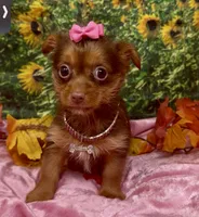 Dior, a female Yorkshire Terrier and Shorkie for sale in Sellersburg, IN – 6 of 6