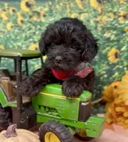 Onyx, a male Yorkipoo and Yorkshire Terrier for sale in Sellersburg, IN – 7 of 10