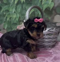 Ophelia, a female Yorkshire Terrier and Shorkie for sale in Sellersburg, IN – 3 of 6