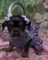 Sophia, a female Yorkshire Terrier and Shorkie for sale in Sellersburg, IN – 6 of 9