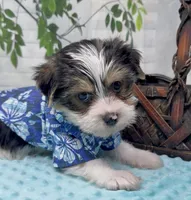 Harley, a male Yorkshire Terrier and Shorkie for sale in Sellersburg, IN – 5 of 10