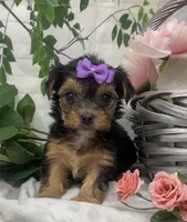 Maggie, a female Yorkshire Terrier and Shorkie for sale in Sellersburg, IN – Photo 2 of 6