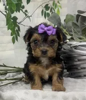 Maggie, a female Yorkshire Terrier and Shorkie for sale in Sellersburg, IN – Photo 5 of 6