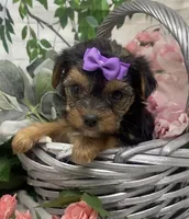 Maggie, a female Yorkshire Terrier and Shorkie for sale in Sellersburg, IN – Photo 3 of 6