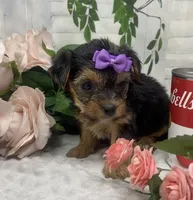 Maggie, a female Yorkshire Terrier and Shorkie for sale in Sellersburg, IN – Photo 4 of 6