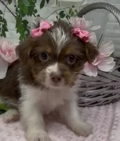 Poppy, a female Yorkshire Terrier and Shorkie for sale in Sellersburg, IN – 5 of 5