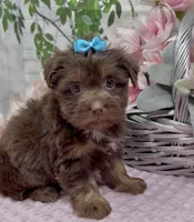Coco Chanel, a female Yorkshire Terrier and Shorkie for sale in Sellersburg, IN – 7 of 8