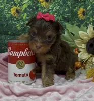 Tiny Chanel (chocolate), a female Yorkshire Terrier and Shorkie for sale in Sellersburg, IN – 7 of 7