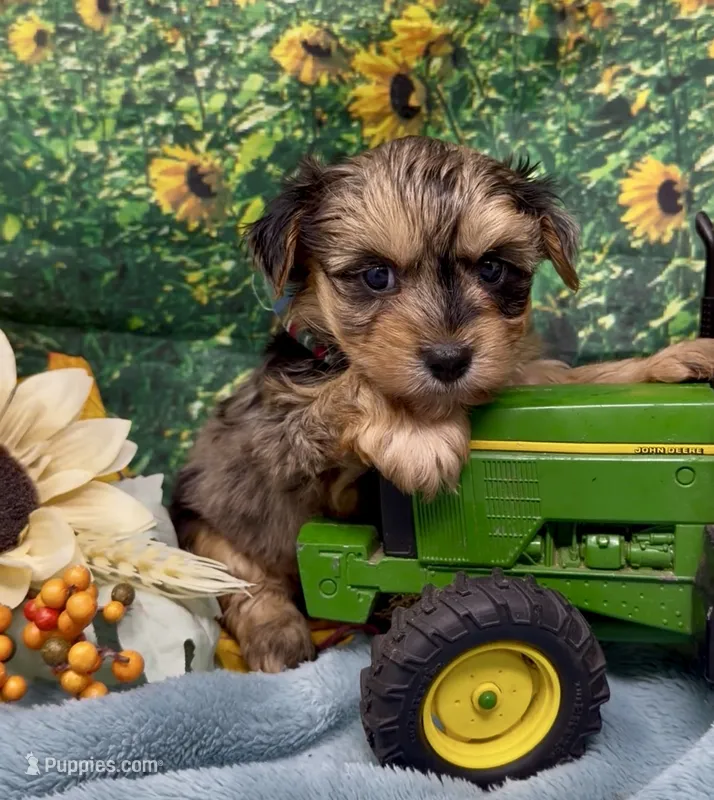 Rocco - blue merle – Yorkshire Terrier, Shorkie puppy for sale in Sellersburg, IN