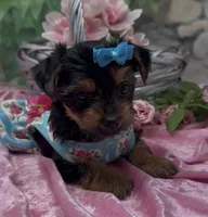 Bella, a female Yorkshire Terrier and Shorkie for sale in Sellersburg, IN – 9 of 10
