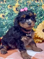 Layla - BlackBerry merle , a female Yorkipoo and Yorkshire Terrier for sale in Sellersburg, IN – 7 of 9
