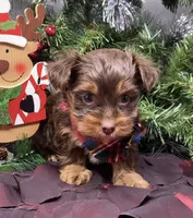 Dasher, a male Yorkshire Terrier and Shorkie for sale in Sellersburg, IN – Photo 7 of 7