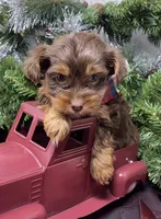 Dasher, a male Yorkshire Terrier and Shorkie for sale in Sellersburg, IN – Photo 6 of 7