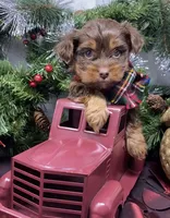 Dasher, a male Yorkshire Terrier and Shorkie for sale in Sellersburg, IN – Photo 1 of 7
