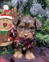 Dasher, a male Yorkshire Terrier and Shorkie for sale in Sellersburg, IN – Photo 3 of 7