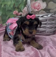 Ophelia, a female Yorkshire Terrier and Shorkie for sale in Sellersburg, IN – 2 of 6