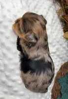 Gianni - RARE Merle, a male Yorkshire Terrier and Shorkie for sale in Sellersburg, IN – Photo 5 of 5