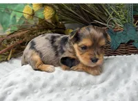 Gianni - RARE Merle, a male Yorkshire Terrier and Shorkie for sale in Sellersburg, IN – Photo 2 of 5