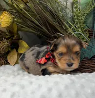 Gianni - RARE Merle, a male Yorkshire Terrier and Shorkie for sale in Sellersburg, IN – Photo 1 of 5