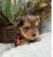 Gianni - RARE Merle, a male Yorkshire Terrier and Shorkie for sale in Sellersburg, IN – Photo 4 of 5