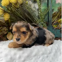 Gianni - RARE Merle, a male Yorkshire Terrier and Shorkie for sale in Sellersburg, IN – Photo 3 of 5
