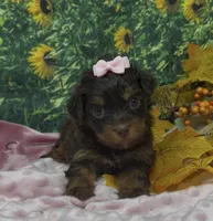 Tiny Ariel -(chocolate), a female Yorkshire Terrier and Shorkie for sale in Sellersburg, IN – 6 of 7