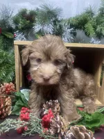 Hershey - Tiny toy, a male Yorkipoo for sale in Sellersburg, IN – Photo 9 of 9