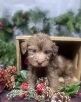 Hershey - Tiny toy, a male Yorkipoo for sale in Sellersburg, IN – Photo 2 of 9