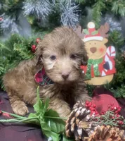 Hershey - Tiny toy, a male Yorkipoo for sale in Sellersburg, IN – Photo 5 of 9